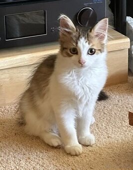 Sibiřská kočka/kotě kocour