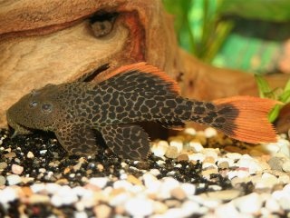 Prodej akvarijních živočichů z celého světa