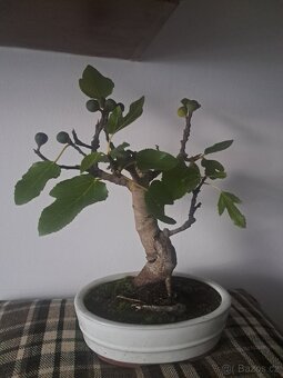 Bonsaj,bonsai Smokvoň