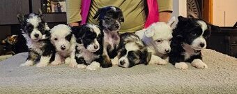 ČÍNSKÝ CHOCHOLATÝ PES/labutěnka/naháč - 1