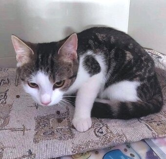 Kocourek Max hledá nový domov