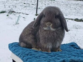 Samička Zakrslý Beránek MiniLop ❤️