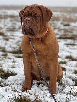 Bordeauxská doga s PP