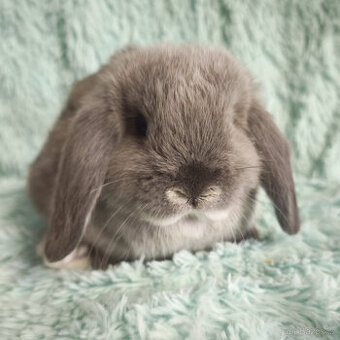 MINILOP 🍀🍀🍀 O2 🍀🍀🍀