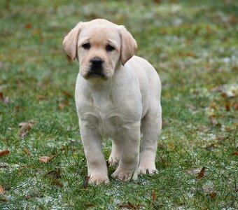 Labradorský retriever s PP