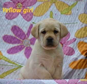 Labradorský retriever s PP