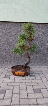 Bonsai, bonsaj, borovice v misce