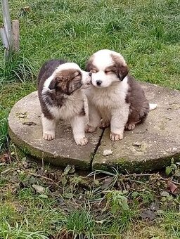 Bernardýn x neznámý