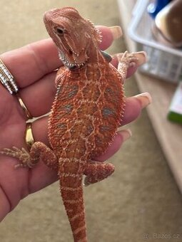 Agama vousata samička - Hypo het Trans Red