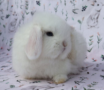 Maličký NHD modrooký beránek sameček s VP .