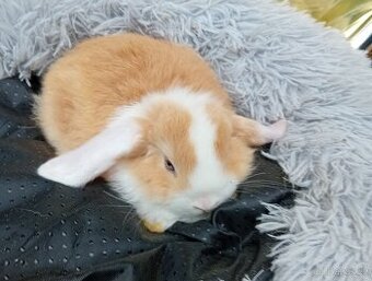 Zakrslý beránek F1