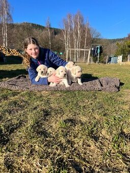 TOP LABRADORSKÝ RETRIEVER - ŠTĚNĚ S PP