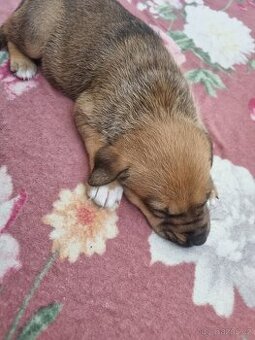 Štěňe (fena) ,,, Staffordshire Bull Terrier