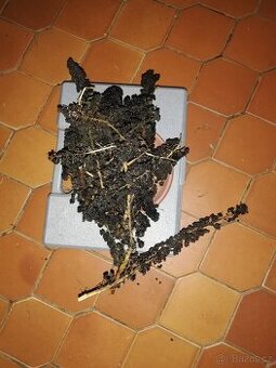 Semena  rostliny Líčidla