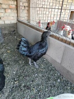 Kohout Ayam Cemani