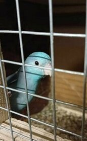 Papoušíček šedokřídlý - 1