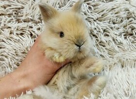 Zakrslý králík (TEDDY),králíček-DOBBY