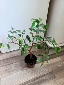 Ficus benjamina - 1