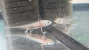 Axolotl mexický