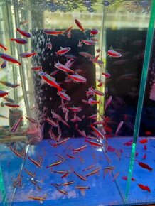 neonka červená, mečovka, cichlida cacadu,jiné akvarijní ryby - 1