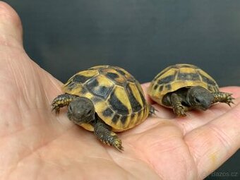 Želva zelenavá - Testudo hermanii