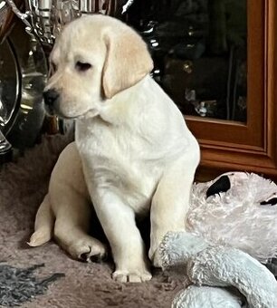 Labrador smetanový s PP (labradorský retriever, retriver)psi