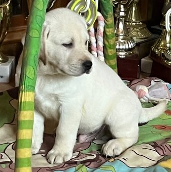 Labrador smetanový s PP (labradorský retriever, retriver)psi