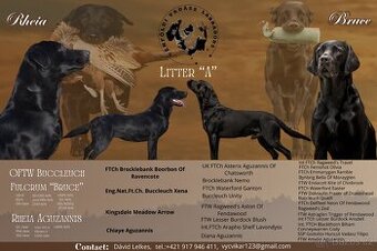 Labrador Retriever Anglická pracovná línia