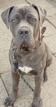 Bandog