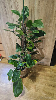 Philodendron imperial green