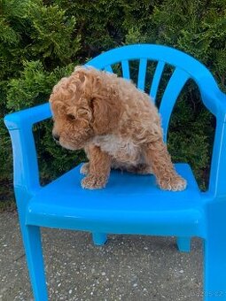 Maltipoo - 1