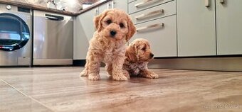 Cockapoo Cavapoo Maltipoo pudel