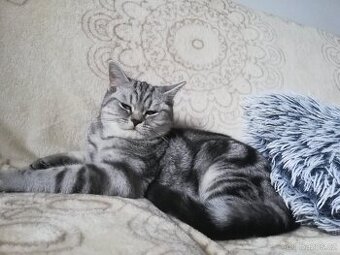 Krytí britským whiskas kocourem