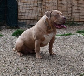 American bully xl-xxl (ABKC)-kryti