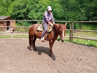 Kobylka Quarter horse kvh 148cm