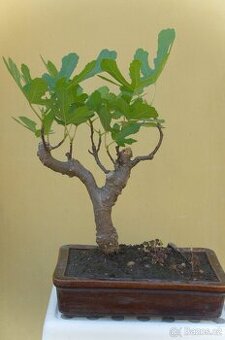 Ficus carica -fíkovník -30 let -
