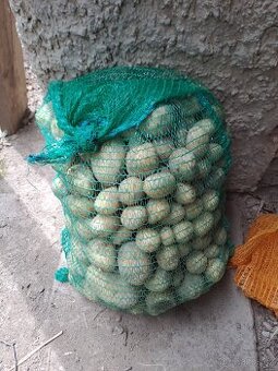 Krmné brambory