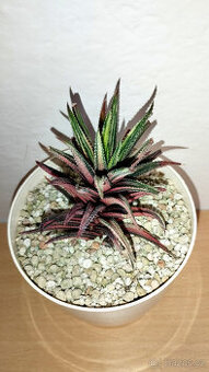 Haworthia Radula variegated ( sukulent )