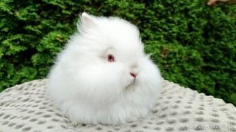 Zakrslý králík, králíček -(TEDDY)-ONDŘEJ