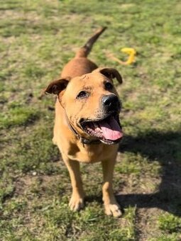 NERO K ADOPCI - přátelský, aktivní, učenlivý, pracovitý