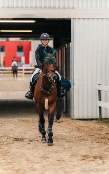 Top valach do sportu