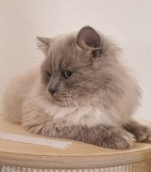 Ragdoll s rodokmenem Fife