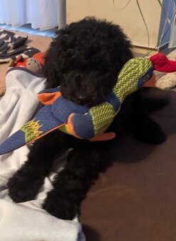 Štěně Labradoodle Draco