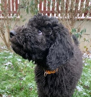 Štěně Labradoodle Draco