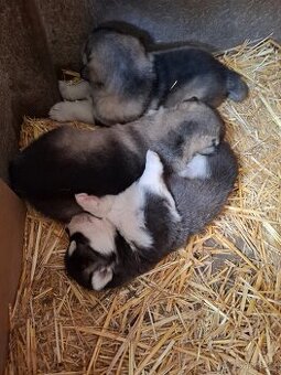 Aljašsky malamut šteniatka