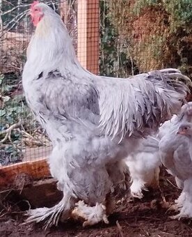 Brahmanka velká Lavender