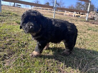 Tibetská doga štěňátka