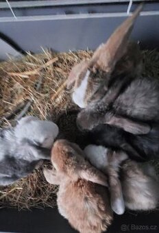 zakrslí králíček beránek rex