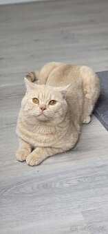 Krytí britského kocoura v barvě světle béžové