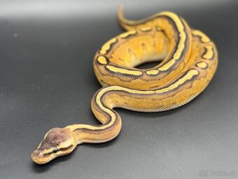 Krajta královská genetic stripe